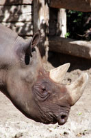 Rhinoceros, Berlin Zoo