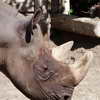Rhino, Berlin Zoo