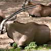 Oryx-Antilope, Berlin Zoo