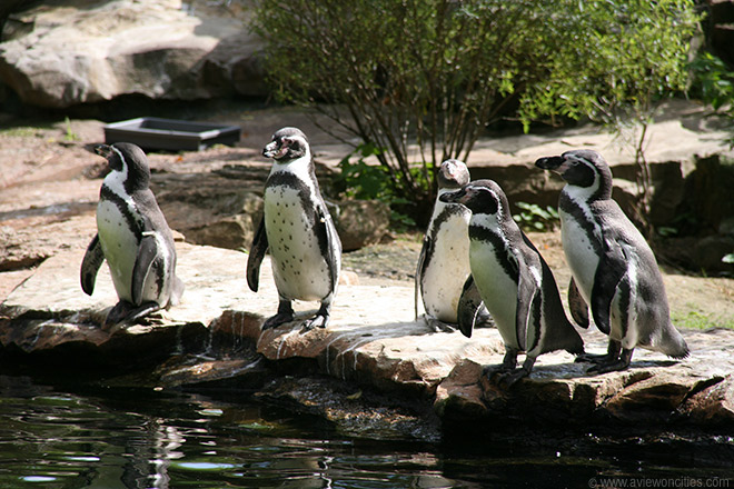 Penguins, Berlin Zoo