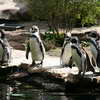 Penguins, Berlin Zoo