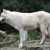 White Canadian Wolf, Berlin Zoo
