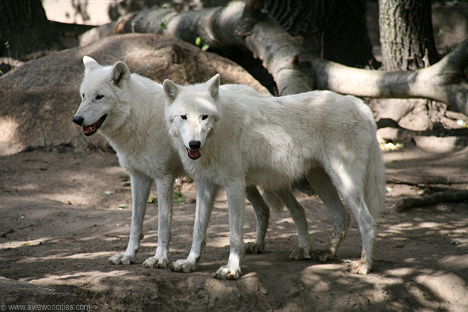 White Canadian Wolves, Berlin Zoo