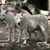White Canadian Wolves, Berlin Zoo