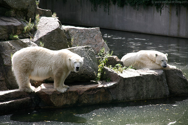 Polar Bears, Berlin Zoo