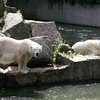 Polar Bears, Berlin Zoo