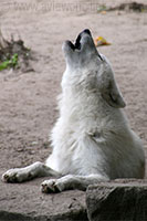 Howling White Canadian Wolf, Berlin Zoo