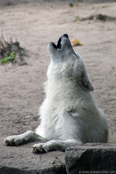 Howling Wolf, Berlin Zoo