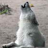 Howling Wolf, Berlin Zoo