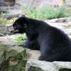 Black Bear, Berlin Zoo