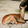 Deer, Berlin Zoo