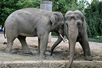 Elephants at the Berlin Zoo