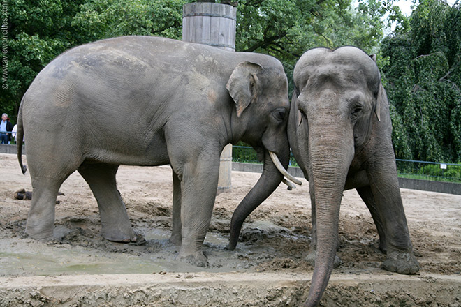 Elephants, Berlin Zoo