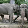 Elephants, Berlin Zoo