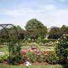 Kelleher Rose Garden, Back Bay Fens
