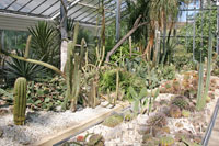Cactussen in de botanische tuin van Boedapest
