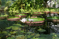 Reuzenwaterlelie, Botanische tuin Boedapest