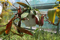 Vleesetende plant, Füvészkert, Boedapest
