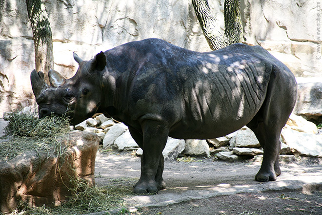 Rhino
