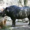 Rhino