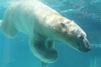 Polar Bear in Lincoln Park Zoo