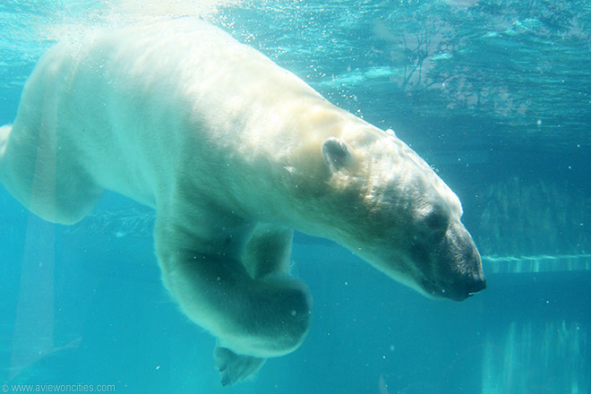 Polar Bear
