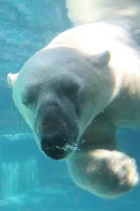 Polar Bear, Lincoln Park Zoo