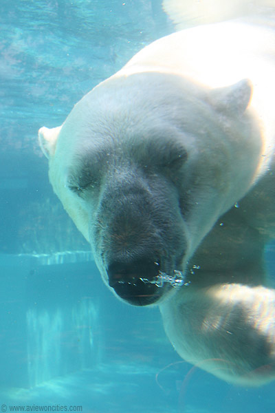 Polar Bear