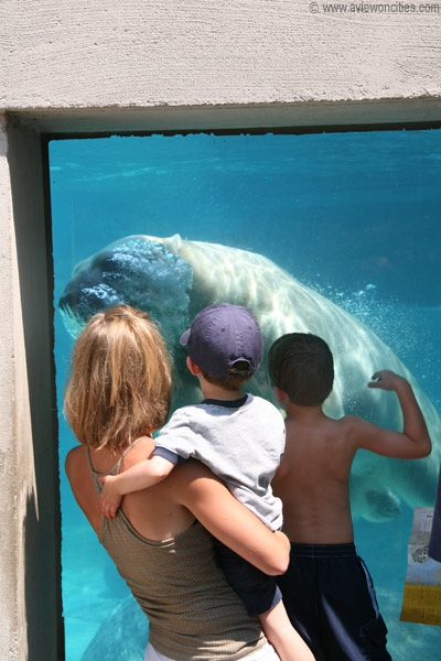 Polar Bear