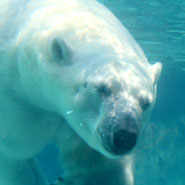 Lincoln Park Zoo