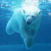 Polar Bear, Lincoln Park Zoo