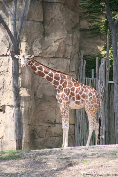 Giraffe, Chicago