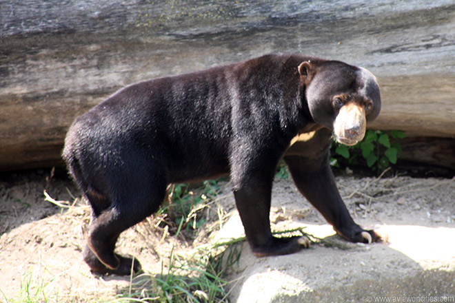 Sun Bear, Chicago