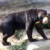 Sun Bear