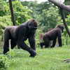 Gorillas