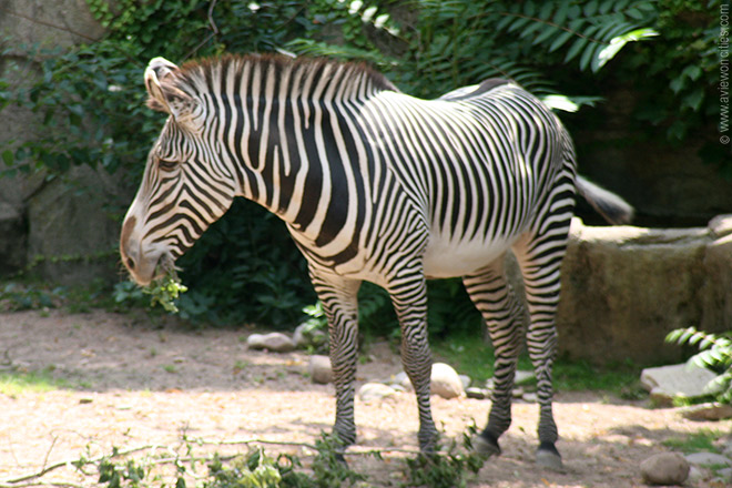 Zebra