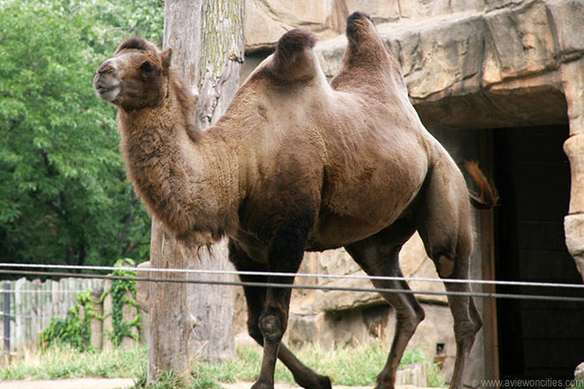 Camel