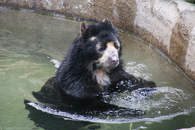 Spectacled Bear