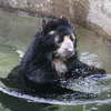 Spectacled Bear