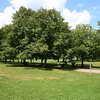 Tree-lined path in Lincoln Park