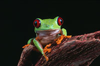 Red-Eyed Tree Frog, Shedd Aquarium, Chicago