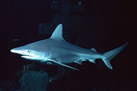 Sandbar Shark