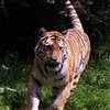 Tiger, Zoo