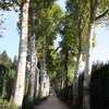 Tree-lined road in the Boboli Gardens