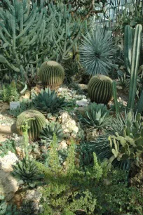 Cacti at the Palmengarten in Frankfurt