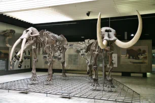 Mammoths, Senckenberg Museum, Frankfurt