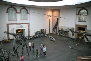 Dinosaur Hall, Senckenberg Museum, Frankfurt