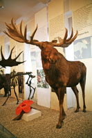 Moose, Senckenberg Museum of Natural History, Frankfurt