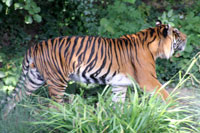 Sumatran Tiger, Frankfurt