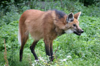 Maned Wolf, Frankfurt